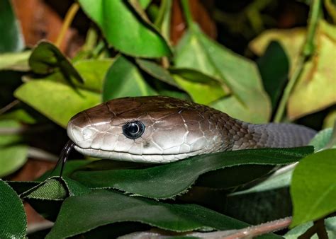 Soon any snake bite could be treated with ONE universal antivenom