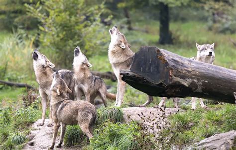 Wolf Pack Howling Wallpaper