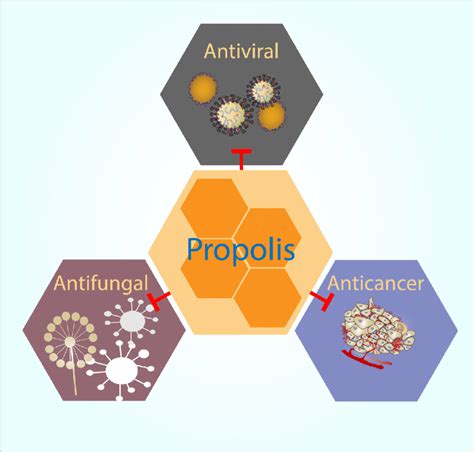 Summary of the potential uses of propolis in oral health and medicine ...