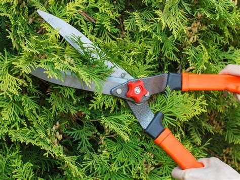 When To Prune Evergreens - Tips For Pruning Evergreens | Gardening Know How