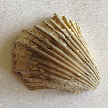 Bivalves | Fossils, Rocks and fossils, Fossilized coral