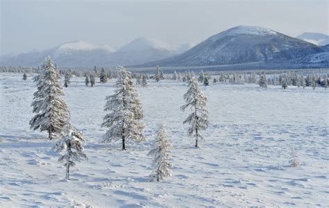 Winter Landscape of Oymyakon. Yakutia, Russia. Stock Photo - Image of horse, sakha: 136981666