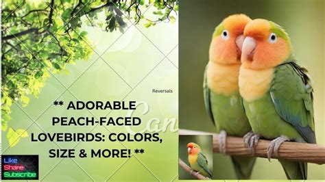 Lovebirds! Colors, Size & More! Everything You Need to Know! - YouTube