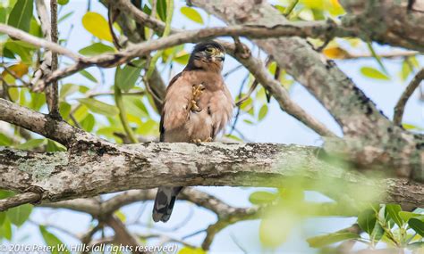 Kestrel Seychelles (Falco araeus) male endemic - Seychelles - World Bird Photos