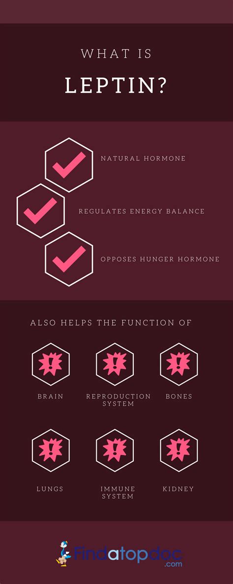 What is Leptin Hormone and supplements [Infographic]