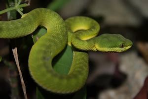 What is an Arboreal Snake? - Definition & Species | Study.com