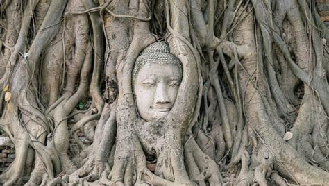 Bodhi Tree In Gaya, Bihar, India Symbol Of Samrat Ashoka