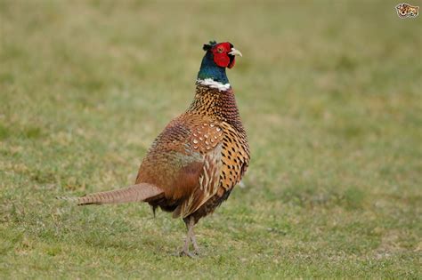 Breeds of Pheasant | Pets4Homes | Animal articles, Breeds, Pheasant