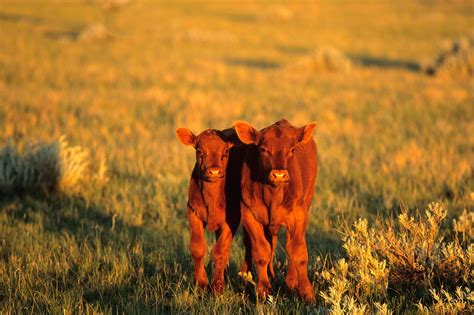 red calves | Show cattle, Cattle ranching, Baby cows