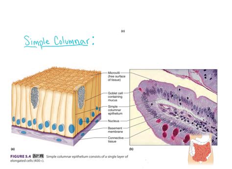 Simple Columnar Epithelium Diagram | Quizlet