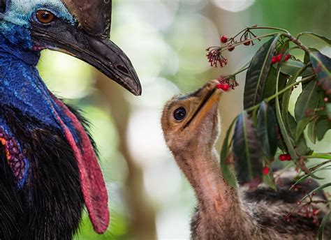 Casuarios: extrañas aves de Oceanía