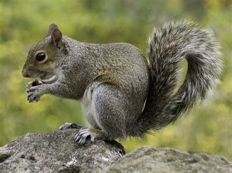 Photo of Squirrel Holding Nut During Daytime · Free Stock Photo