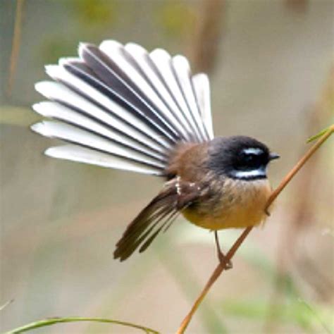 NZ Fantail – Preston Park