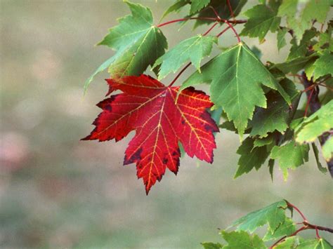 Newfoundland Nature: Red Maple or Reddish Maple?