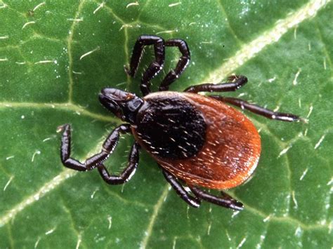 A guide to the tick species every American should know