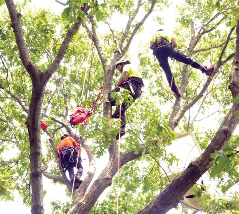 Branching out: Warwick hosts Tree Climbing Championship | Warwick Beacon