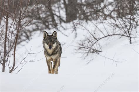 Wild Apennine wolf in snowy landscape - Stock Image - C046/4004 ...