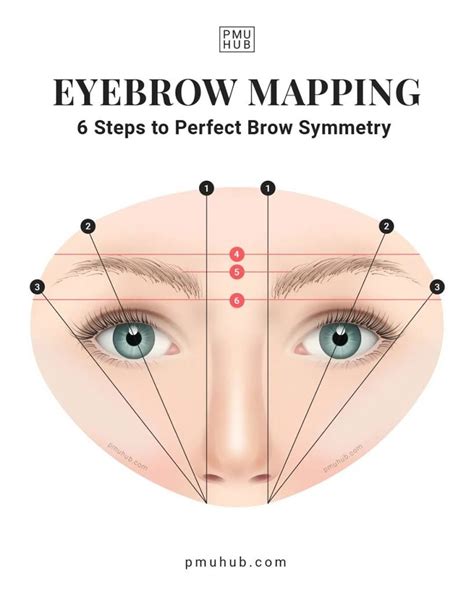 Eyebrow Anatomy for PMU Artists: Important Know-How