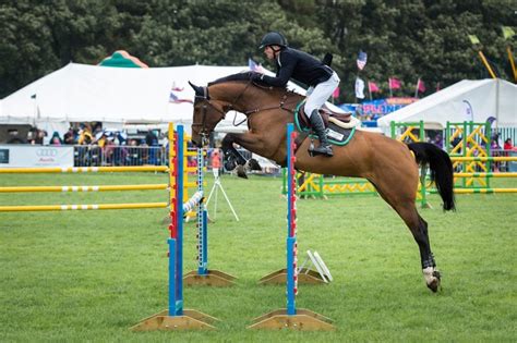 Best Horse Breeds for Jumping - Savvy Horsewoman