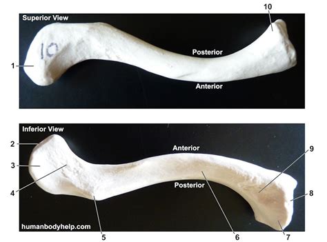 Clavicle – Human Body Help