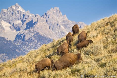 Bison Herd - Burrard-Lucas Photography