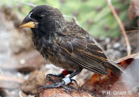 Galapagos finches caught in act of becoming new species – World is Crazy