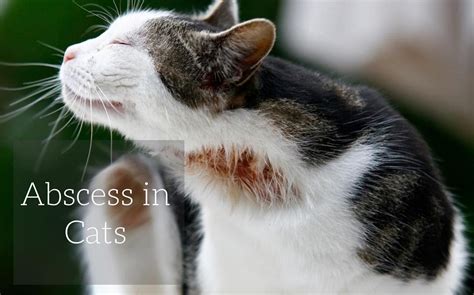 Abscess in Cats - Cat-World