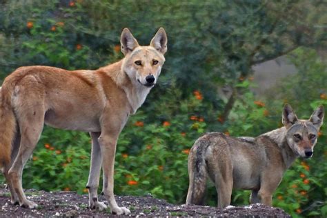 A wolf-dog hybrid has been confirmed in India for the first time | New ...