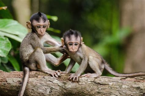 Where to see monkeys in Bali - Bali Lost Adventure