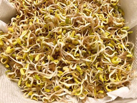 Sprout Methi /Fenugreek Seeds in colander – Food, Fitness, Beauty and More