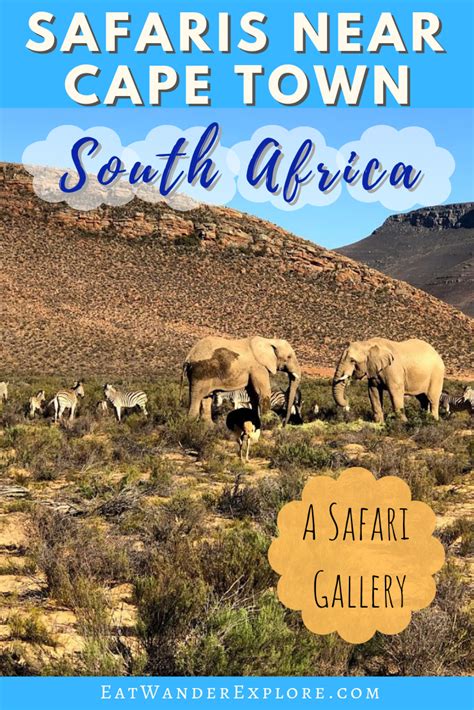 Best Safari from Cape Town: Game Reserves in the Western Cape - South Africa — Eat Wander Explore