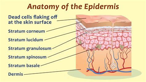 Do You Know Your Skin? Layers of the Epidermis and their Functions ...