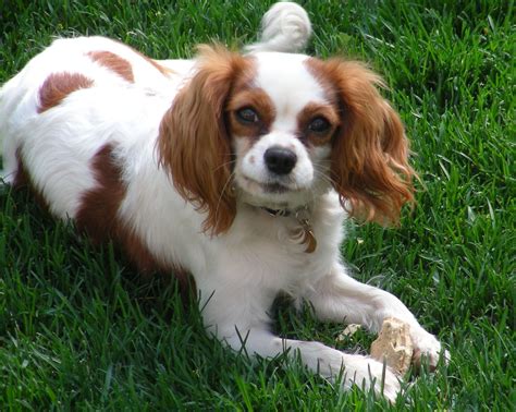 english toy spaniel | Cavalier king charles spaniel blenheim, Cavalier ...