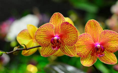 Shenzhen Nongke Orchid Wallpapers Images Photos Pictures Backgrounds