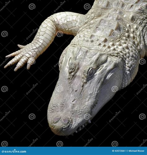 Albino Alligator stock image. Image of mississippiensis - 43572661