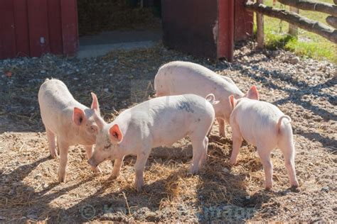 How to Reduce Odor in your Pigsty - Drinking Post Automatic Waterer