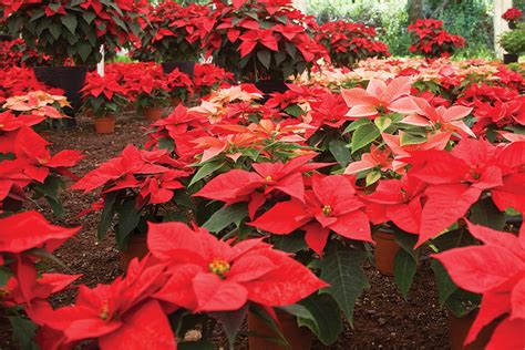 National Poinsettia Day