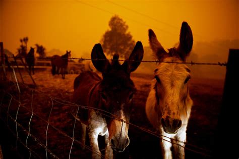 Australia wildfires: Animals in peril across the country