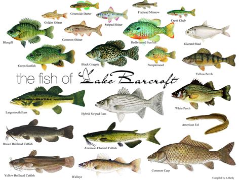 some lake water fish chart | Types of fish, Fish chart, Fish