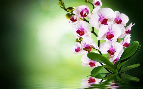 Orchids, flowers, leaves, reflection, HD wallpaper | Peakpx