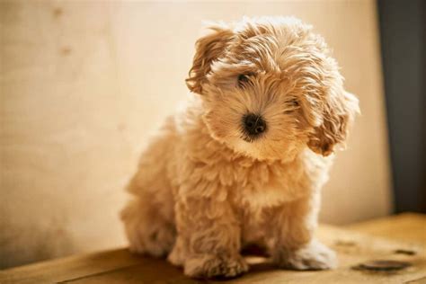 Maltipoo Colors (with Pictures) Coat Color Guide And Photo Gallery - OodleLife®