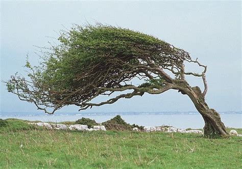 Wind-blown Tree by Colin Cuthbert | Tree, Science photos, Unique trees