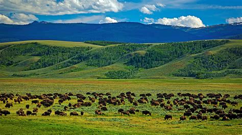 This $45 Million Colorado Ranch Comes With a Free Herd of Bison