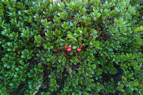 Arctostaphylos uva-ursi 'Massachusetts' (Bearberry)