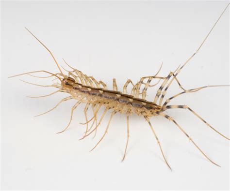 Silverfish vs House Centipede: How To Tell The Difference - Pest Control Gurus