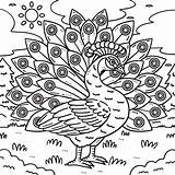 Peacock Bird Coloring Page For Kids 36401994 Vector Art At Vecteezy sketch template