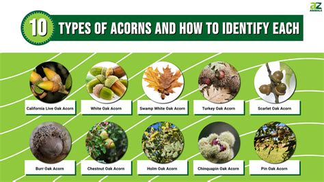 Discover 10 Types of Acorns and How to Identify Each - A-Z Animals