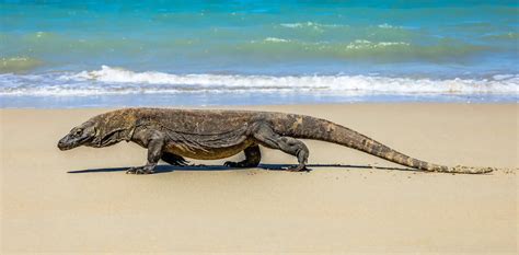 Are Komodo Dragons for Tourism? - Green Network Asia