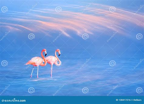 Beautiful Pink Flamingos on the Water Surface Against the Blue Sky and ...