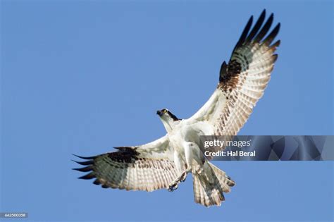 Osprey Landing High-Res Stock Photo - Getty Images